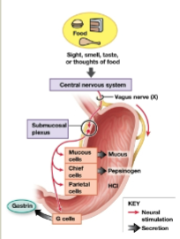 <p>Controlled by the CNS, CNS sensory or cognitive activation stimulates the stomach</p>