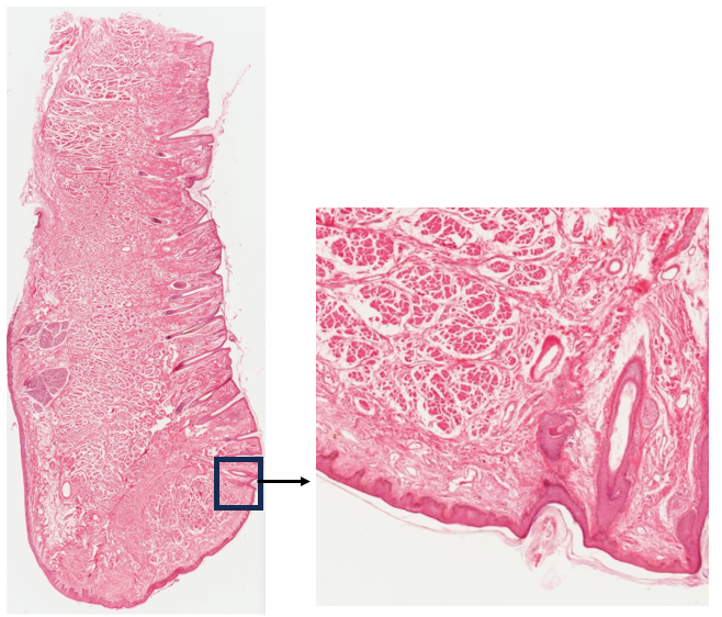 <p>What is this structure? Identify the anterior, posterior, and vermillion border</p>