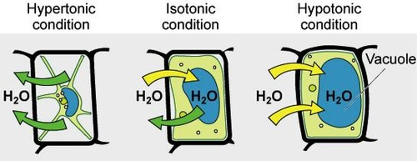 <p>Higher solute concentration outside the cell than inside, causing water to leave the cell, resulting in shrinkage.</p>