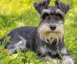 <p>-obesity</p><p>-endocrinopathies</p><p>-hypertriglyceridemia (dogs)</p>