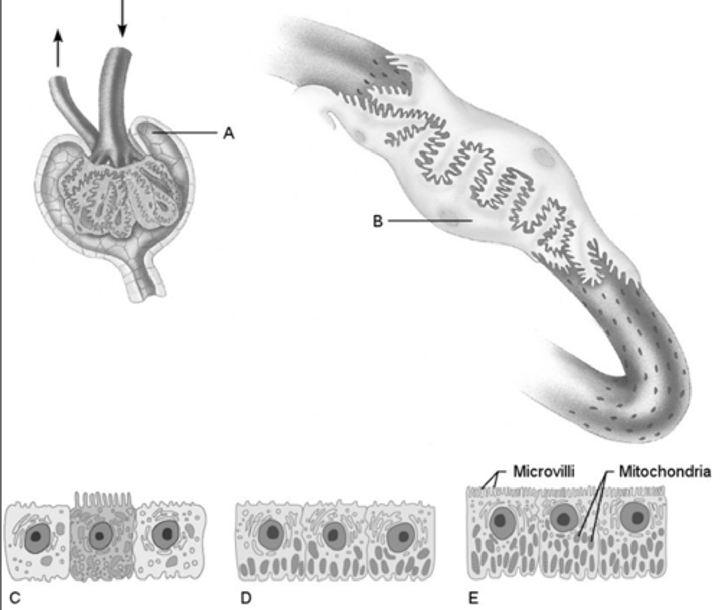 <p>B</p>
