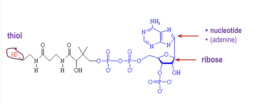 <ul><li><p>A molecule that contains a sulfhydryl group derived from vitamin B<sub>2</sub></p></li><li><p>Brings the acetyl group from transition reaction into the Krebs Cycle</p></li><li><p>Allows acetyl group to bind to the first enzymes of the Krebs Cycle</p></li></ul><p></p>