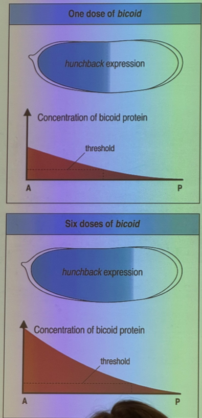 <p>change the dose of bicoid</p>