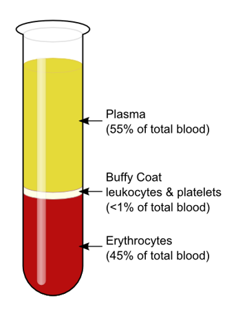 <p>plasma</p><p>formed portion</p>