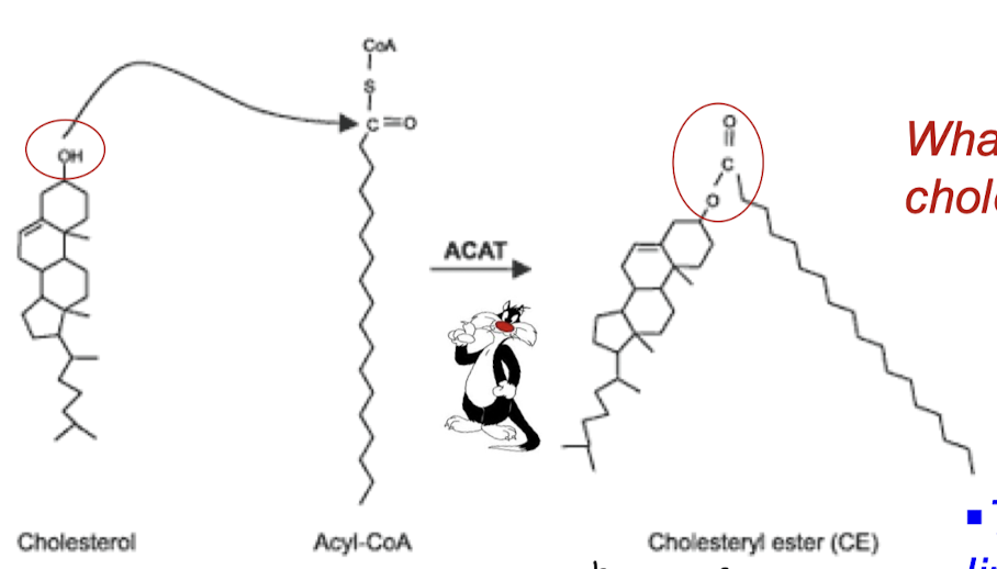 <p>Cholesteryl ester (CE) is super hydrophobic and will hide from water as much as possible. Must be transported in lipoproteins to other tissues or stored in the liver.</p>