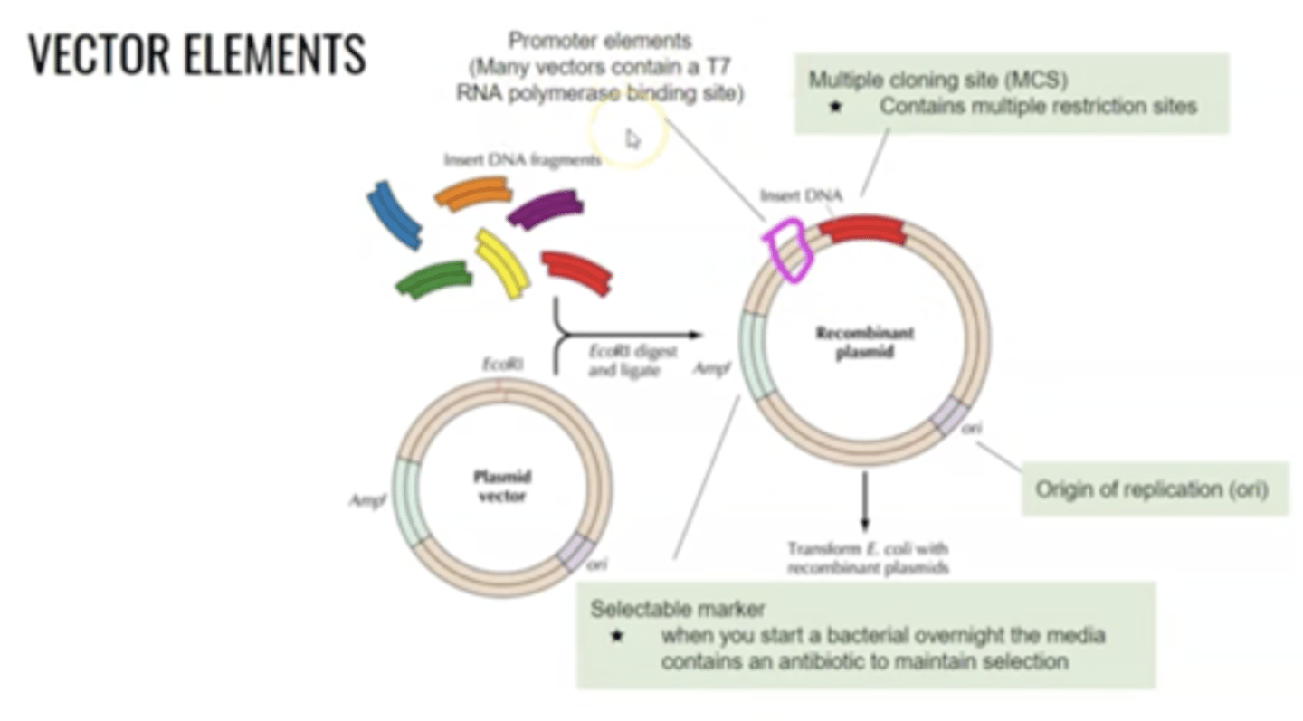 <p>ORI, -35/-10 promoter to recruit RNA polymerase, Shine-Dalgarno Sequence, Multiple cloning site, selectable marker</p>