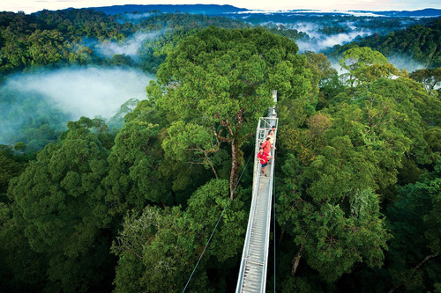 <p>Un bosque nuboso en las montañas de Costa Rica</p>