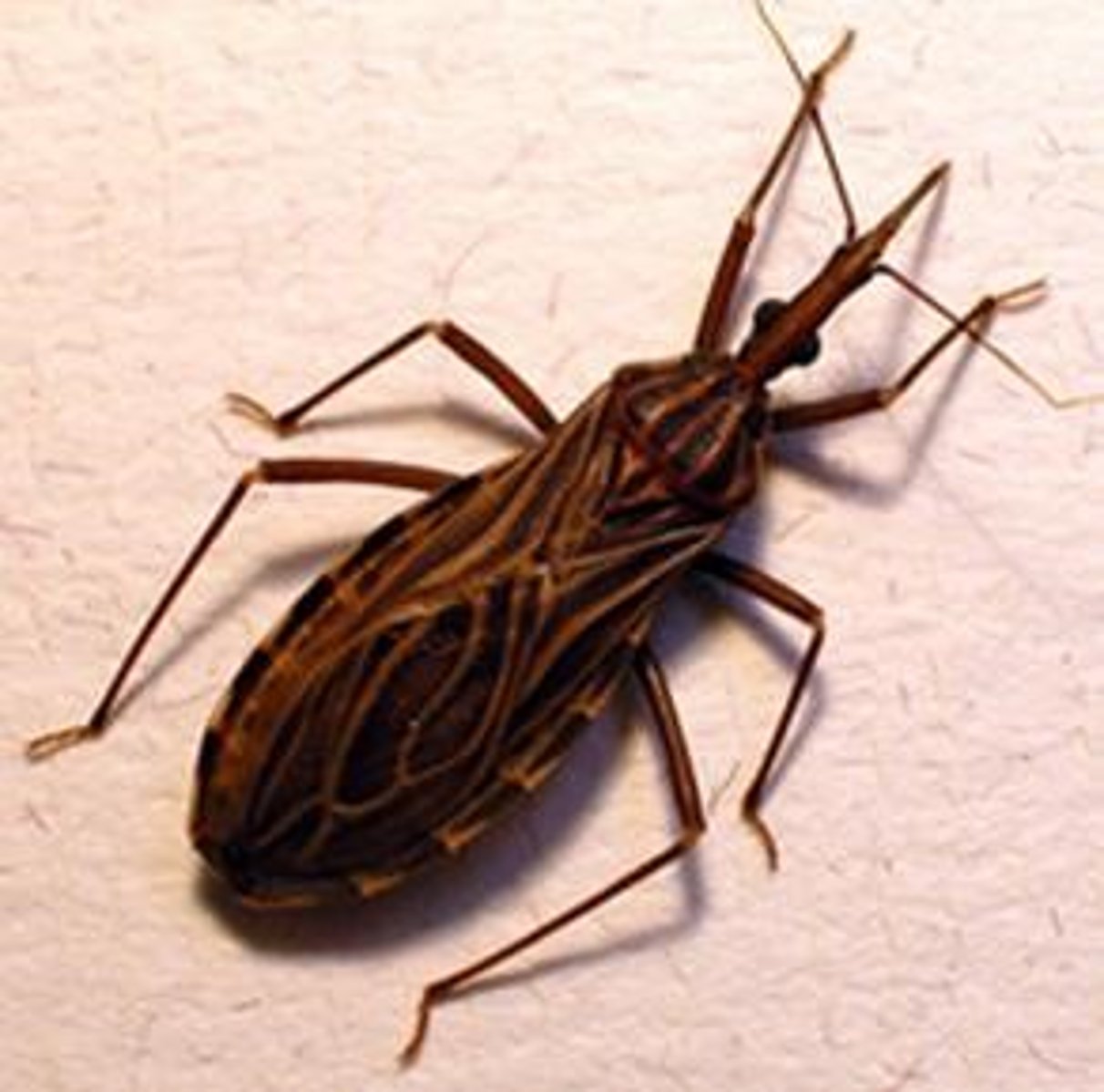 <p>This is one of several dozen bugs found in the walls and rafters of the house occupied by a dog that recently died from heart disease associated with infection by Trypanosoma cruzi. What role, if any, did these bugs play in the deceased dog's health condition?</p>