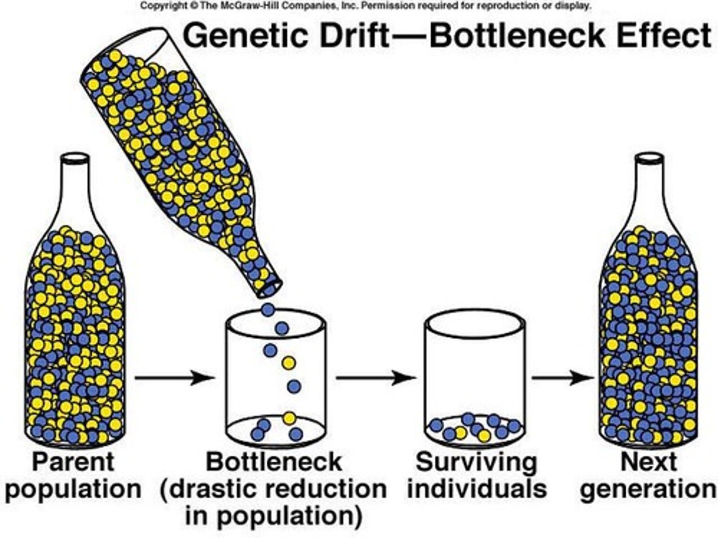 <p>The establishment of a new population by a small number of individuals from a larger population.</p>