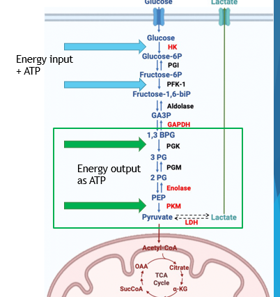 <p>Glycolysis can also be inhibited by _______</p>