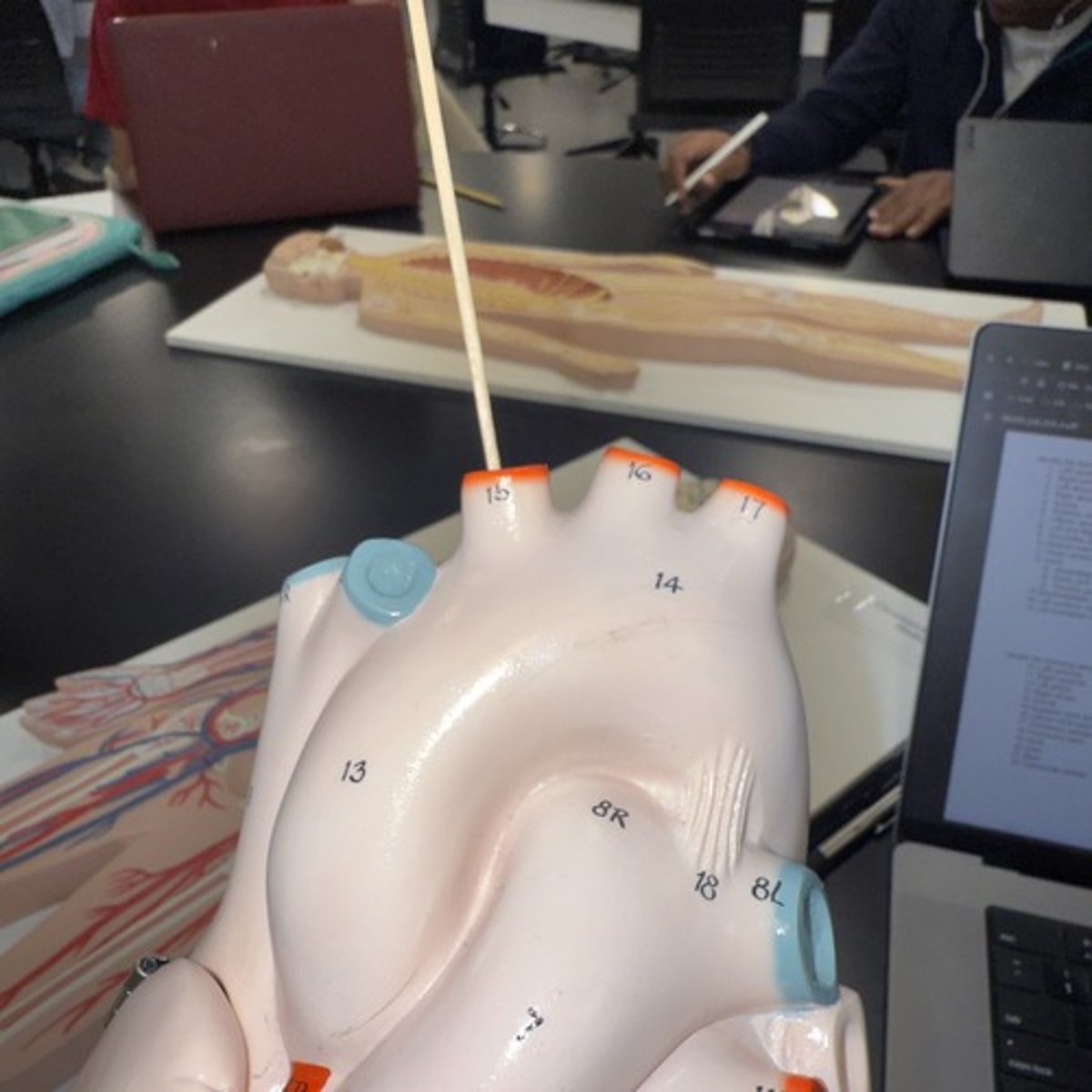 <p>Identify the structure.</p>