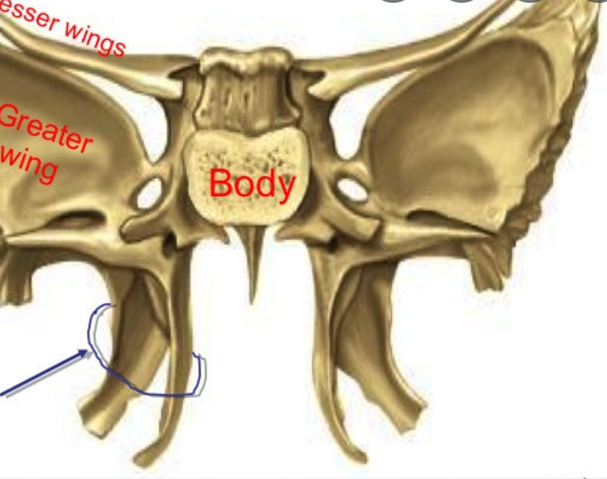 <p>sphenoid; project inferiorly from the greater wings; attachment site for chewing muscles</p>