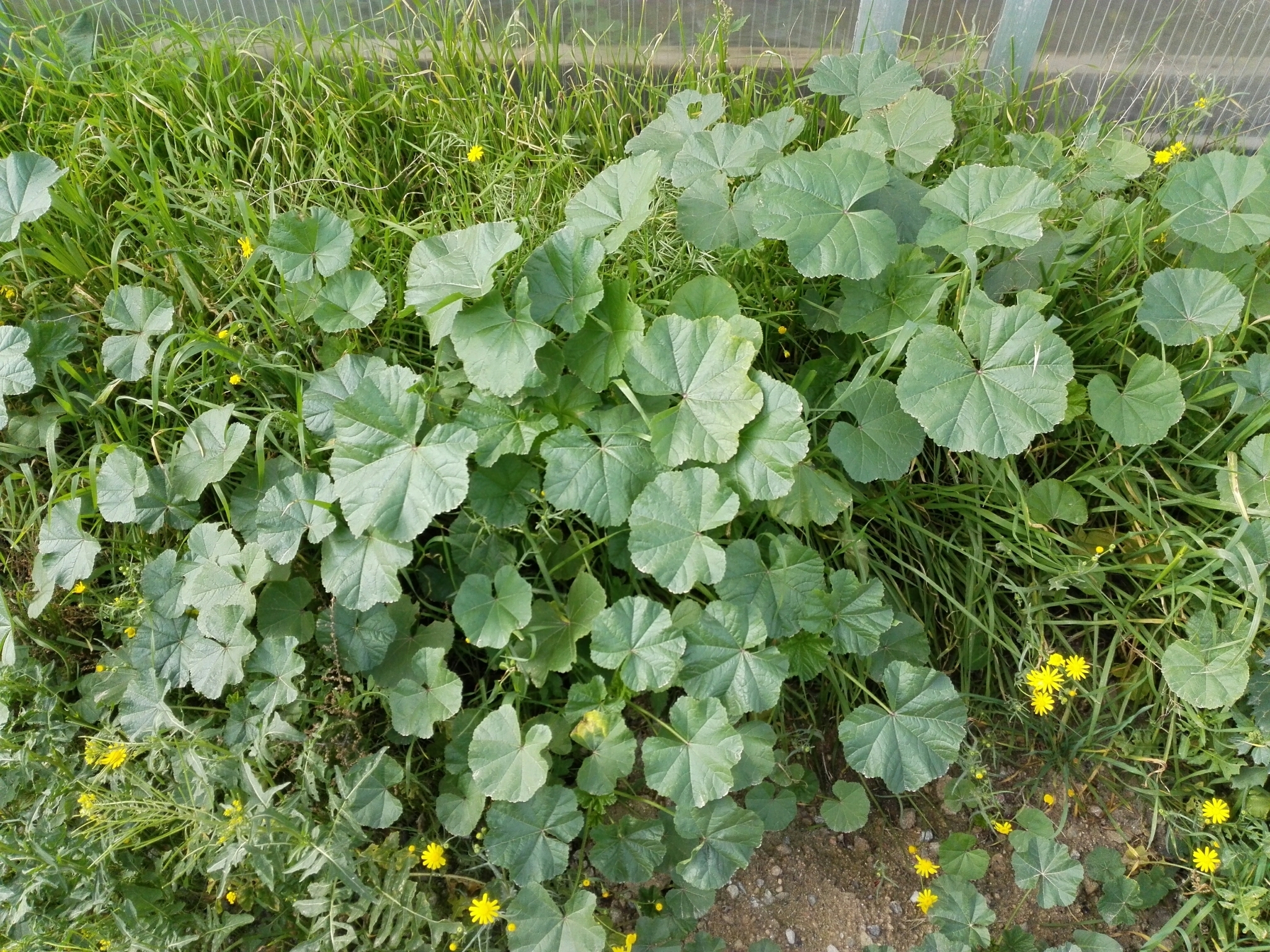 <p>Cheeseweed (Invasive)</p>