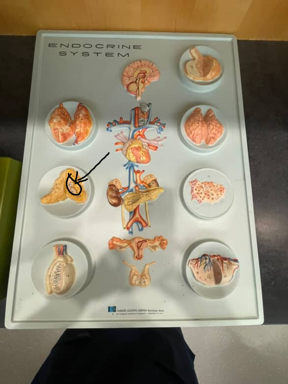 <p>the inner part of the adrenal gland that is mostly a knot of nervous tissue</p>