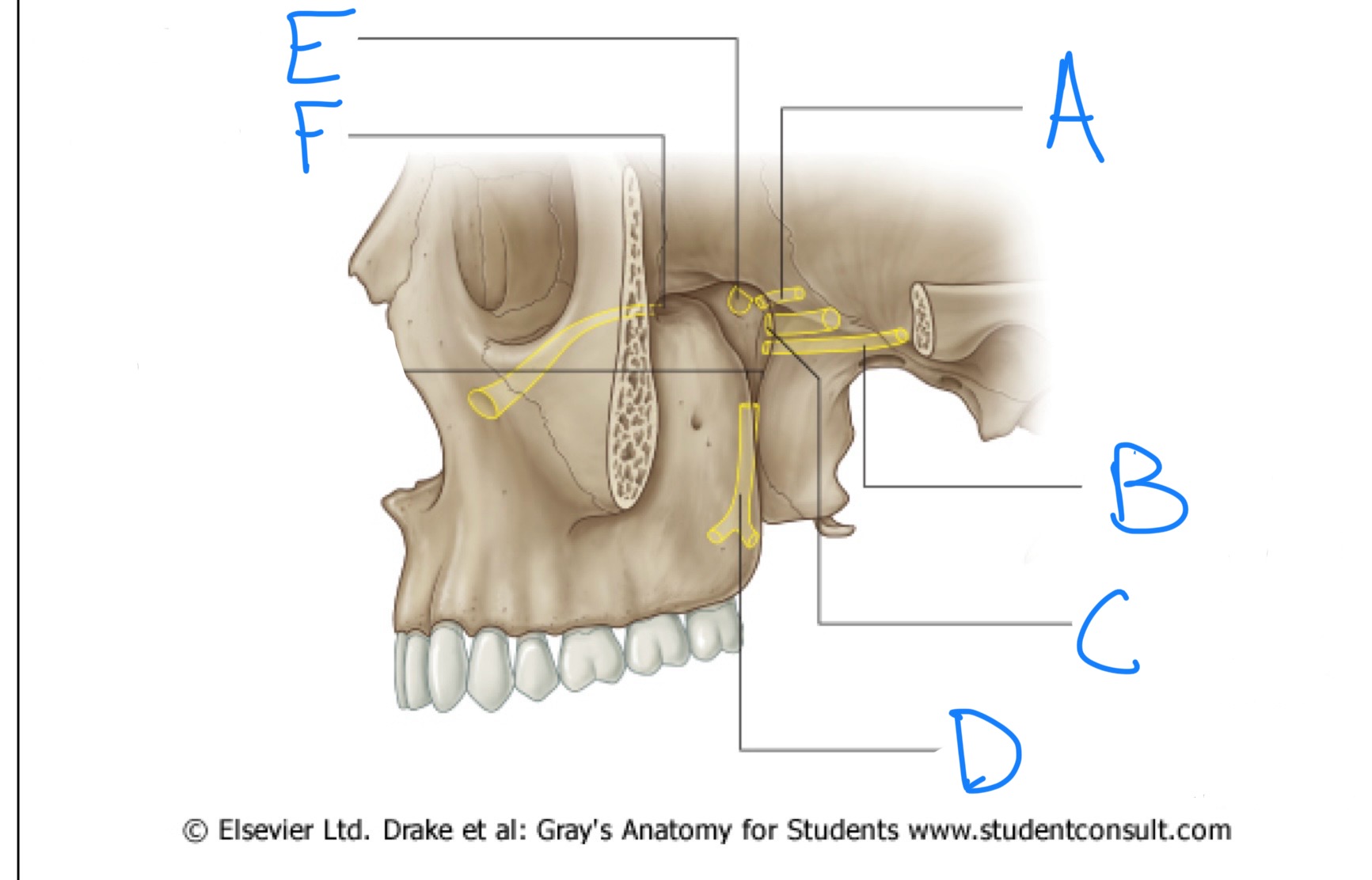 <p>what structure is labeled E?</p>