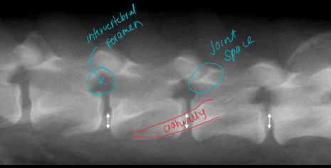 <ul><li><p><strong>Rib heads</strong></p><ul><li><p>articulate in front of their assigned #</p></li></ul></li><li><p><strong>7 cervical vertebrae</strong></p><ul><li><p><strong>C2 dorsal arch over lap C1</strong></p></li><li><p>C 2-3 narrow disc space</p></li><li><p><strong>C6 Lg lamina ventral to transverse process</strong></p><ul><li><p><strong>sled runners</strong></p></li></ul></li><li><p>C7 dorsal spinous process in Lg</p></li></ul></li><li><p><strong>13 thoracic vertebrae</strong></p><ul><li><p><strong>C7-T1 narrow disc space</strong></p></li><li><p><strong>T10-11 narrow disc space</strong> , bulb articular process</p></li><li><p><strong>T11</strong> anticlinal vertebrae,<strong> straight dorsal spinous process</strong></p></li><li><p>Dorsal spinous process point caudally</p></li><li><p>Disc herniation are rare cranial from T1-T10</p></li></ul></li><li><p><strong>7 lumbar vertebrae</strong></p><ul><li><p><strong>L3 and L4 attach diaphragm</strong></p></li><li><p>Transverse processes increased opacity</p></li><li><p>Dorsal spinous process point crainally</p></li></ul></li><li><p><strong>3 sacral vertebrae</strong></p><ul><li><p><strong>20-23 coccygeal vertebrae</strong></p></li></ul></li><li><p><strong>Accessory process</strong></p><ul><li><p>increased disc opacity</p></li><li><p>overlay the intervertebral foramen and insults in increased opacity within the neurocanal</p></li><li><p>often not present</p></li></ul></li></ul><p></p>