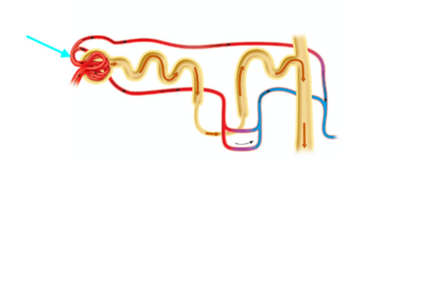 <p>What structure of the kidneys is the blue arrow pointing at?</p>