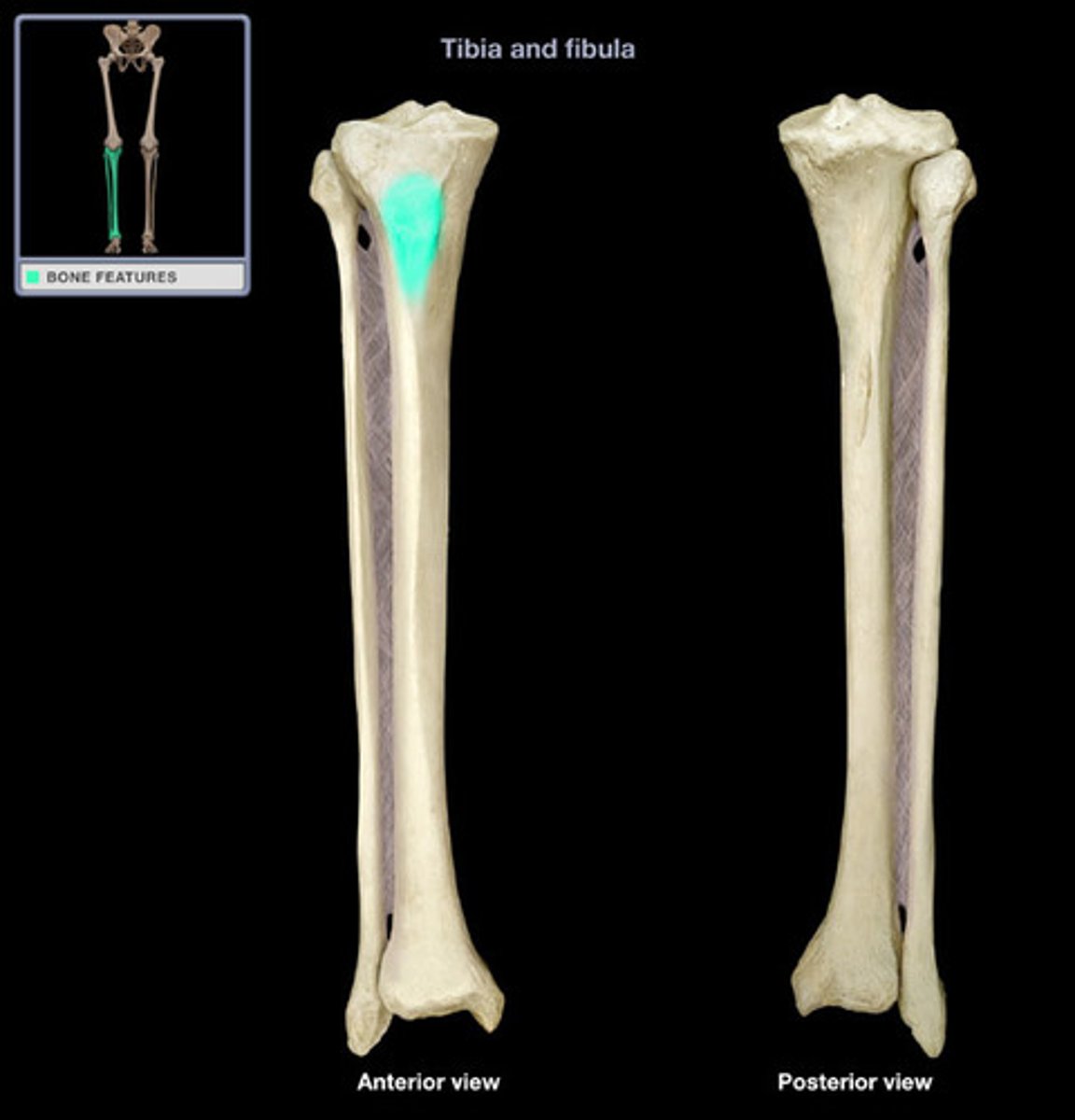 <p>- point where the patellar ligament attaches</p><p>- Provides insertion point for quadriceps femoris muscles, via patellar ligament</p>