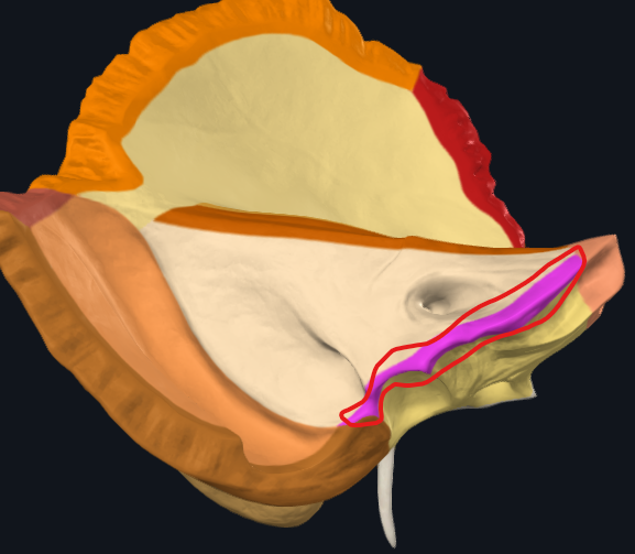 <p>odděluje <strong>facies posterior et inferior</strong></p>