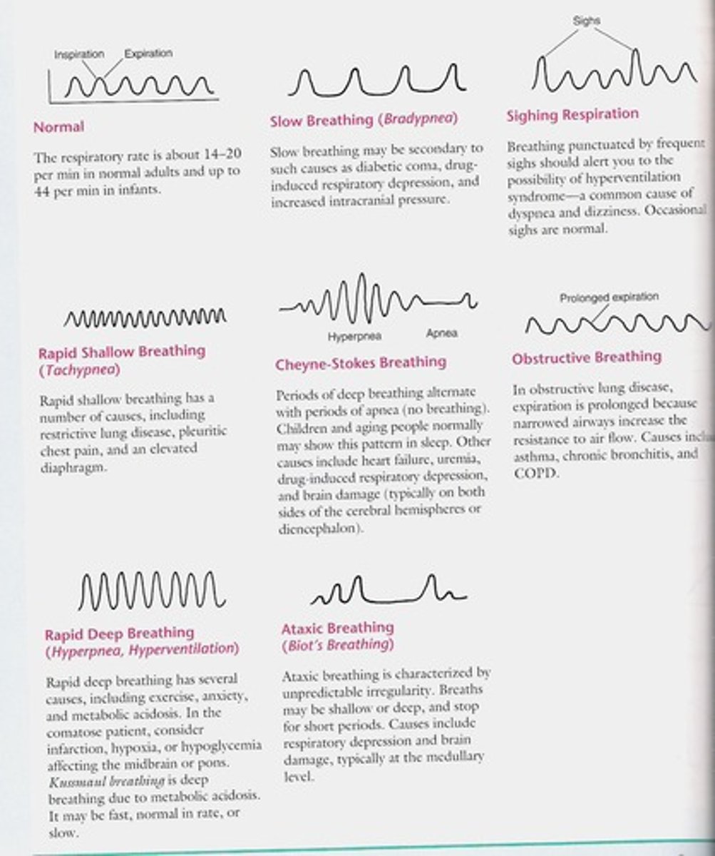 <p>The number of breaths taken per minute, used to assess respiratory function.</p>