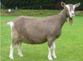 <ul><li><p><span style="color: rgb(22, 19, 19);"><span>Origin: Switzerland</span></span></p></li><li><p><span style="color: rgb(22, 19, 19);"><span>Color: Fawn to chocolate</span></span><span style="color: rgb(22, 19, 19);"><br></span><span style="color: rgb(22, 19, 19);"><span>with white stripes on the face, white at the base of the tail and base of the ears, and</span></span><span style="color: rgb(22, 19, 19);"><br></span><span style="color: rgb(22, 19, 19);"><span>white on the legs</span></span></p></li><li><p><span style="color: rgb(22, 19, 19);"><span>Ears: Upright ears</span></span></p></li><li><p><span style="color: rgb(22, 19, 19);"><span>Horns: Horned</span></span></p></li><li><p><span style="color: rgb(22, 19, 19);"><span>Traits: Dairy-production</span></span></p></li></ul><p></p>