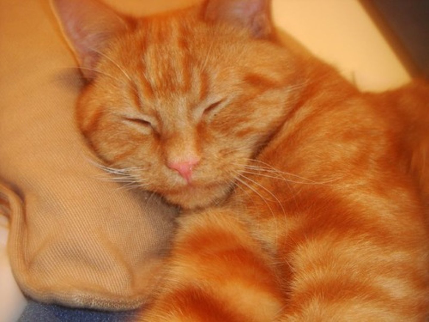 <p>results in the loss of one or more genes. i.e. cri du chat syndrome.</p>