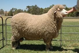 <p><br>What is this sheep breed?</p>