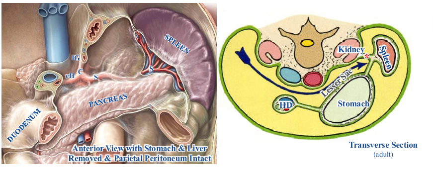 <p>-spleen and pancreas (tail): supplied by splenic artery that goes through the splenorenal ligament (red asterisk)</p>