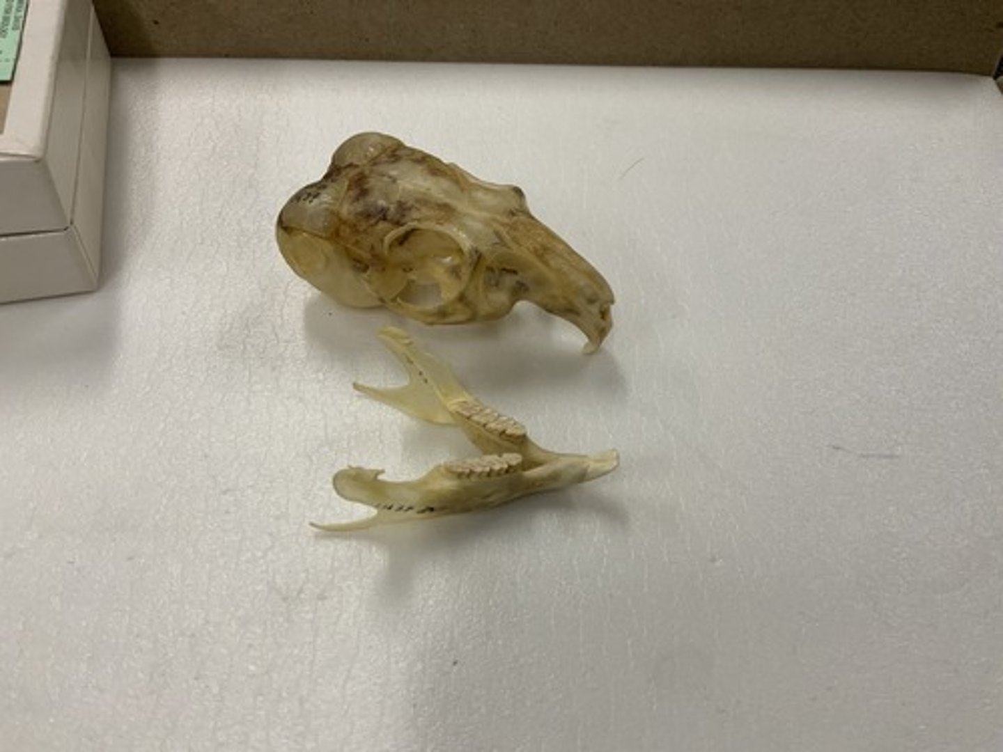 <p>Family, Suborder, Order, Infraclass, Subclass</p><p>-inflated auditory bullae; round orbit</p><p>-lophodont; </p>