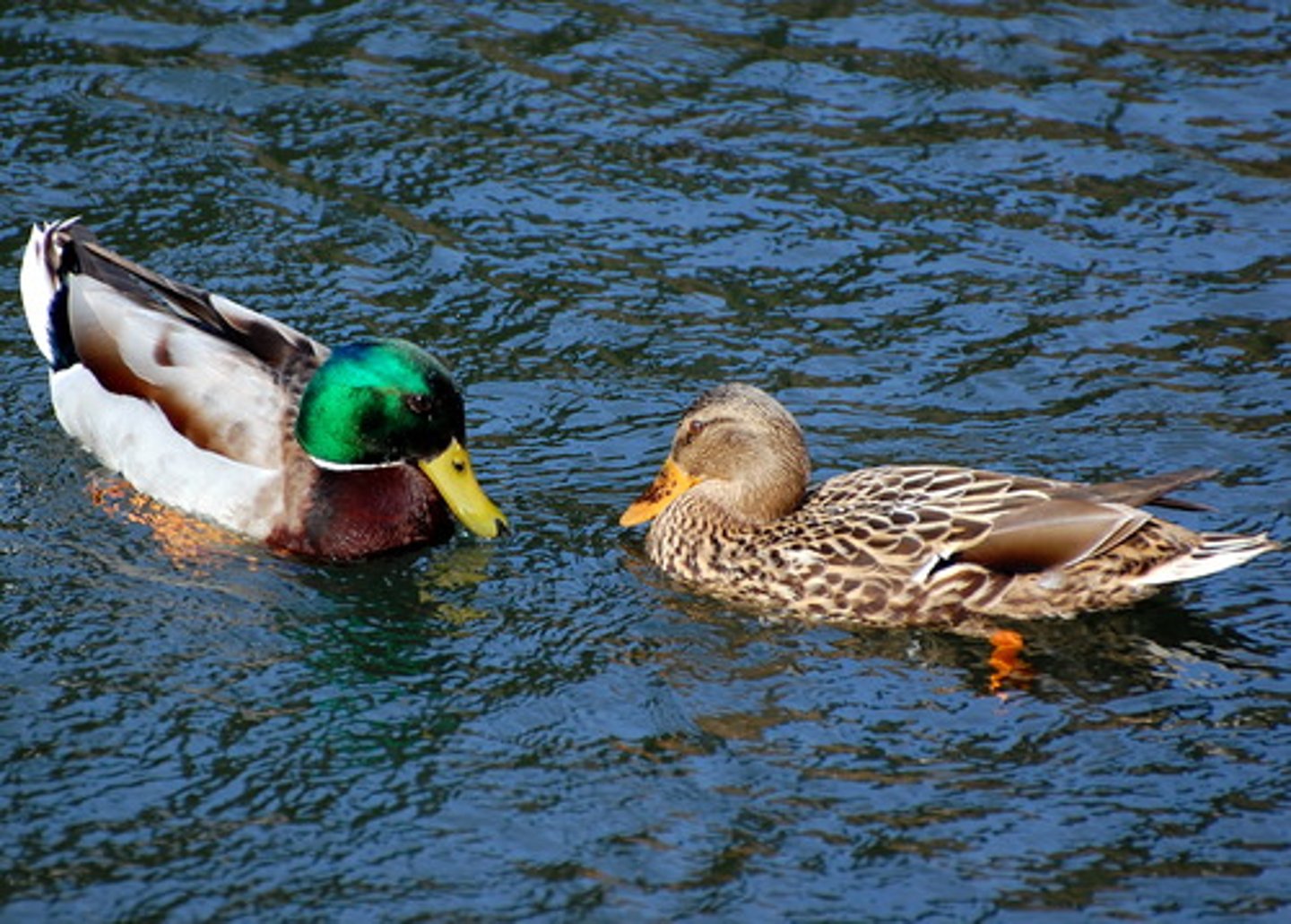 <p>Differences in physical characteristics between males and females of the same species.</p>