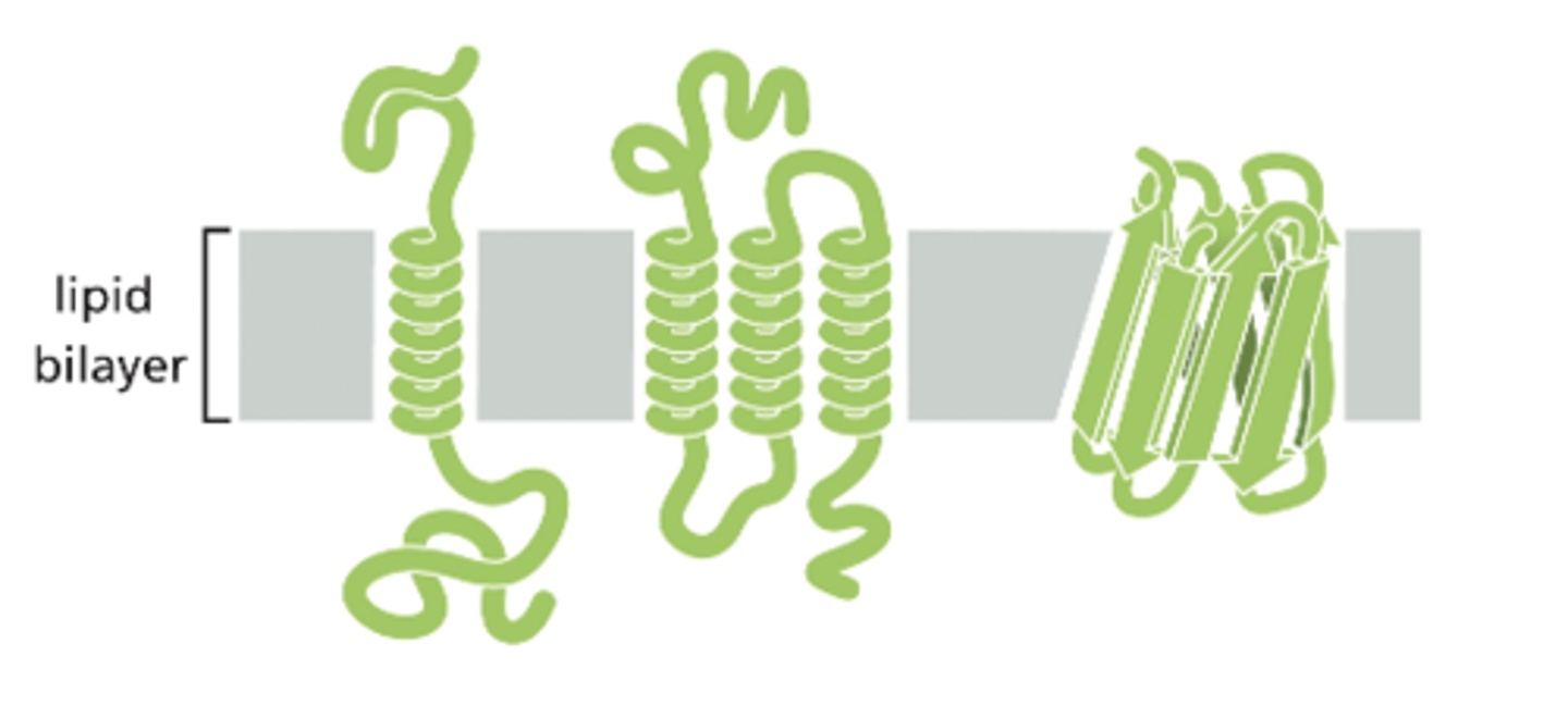 <p>- They are single pass or multi pass proteins (they pass through the bilayer once or multiple times)</p><p>- They are amphipathic proteins (the hydrophobic region is embedded in the interior of the bilayer and the hydrophilic regions are exposed to the aqueous environment)</p>