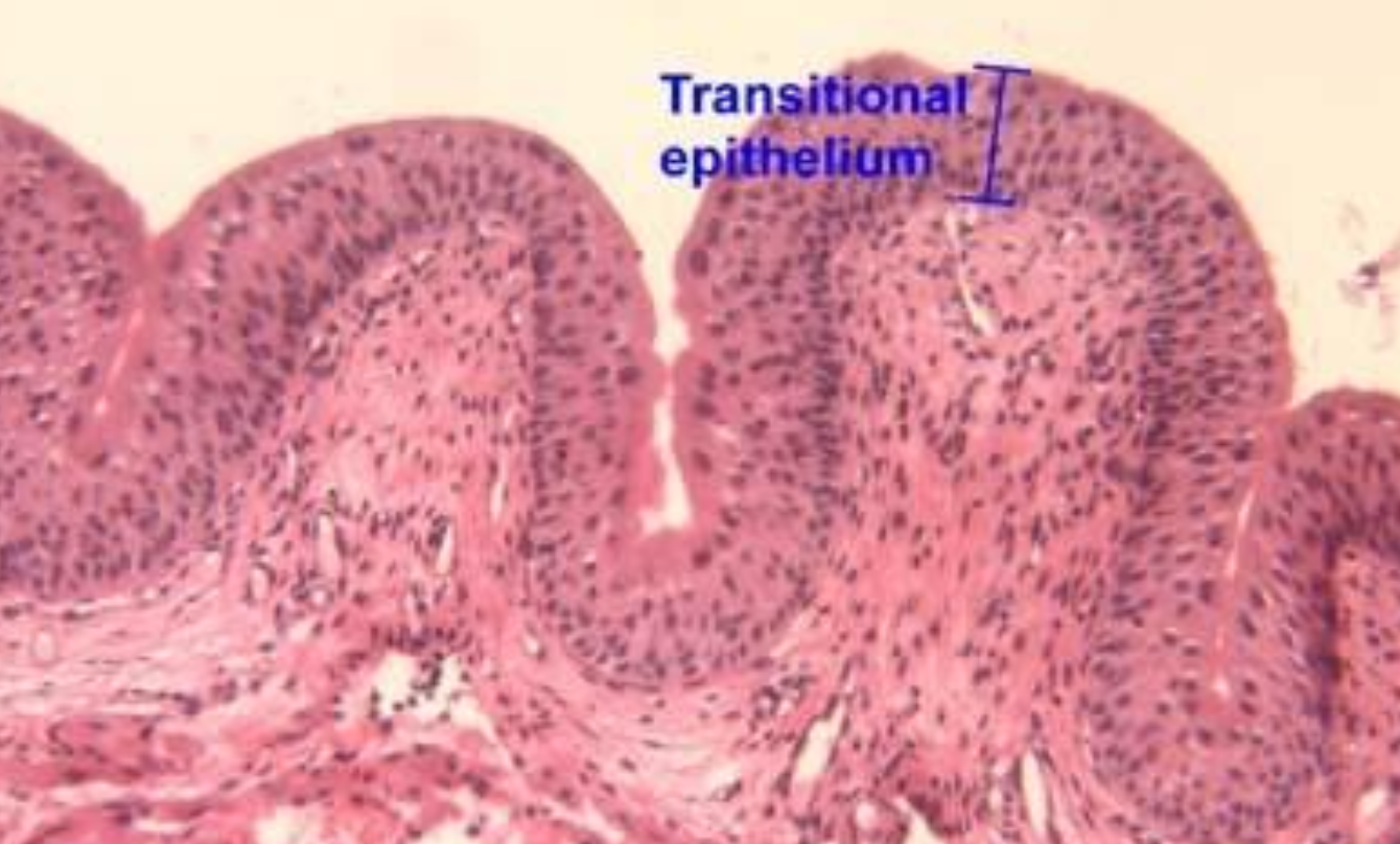 <p>ID the image</p>