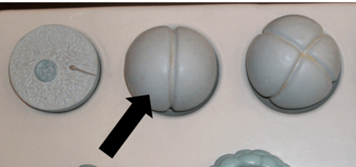 <p>Name the structure</p>