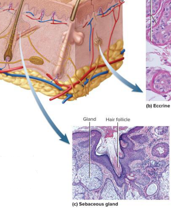 <p>what is a sebaceous gland? </p>