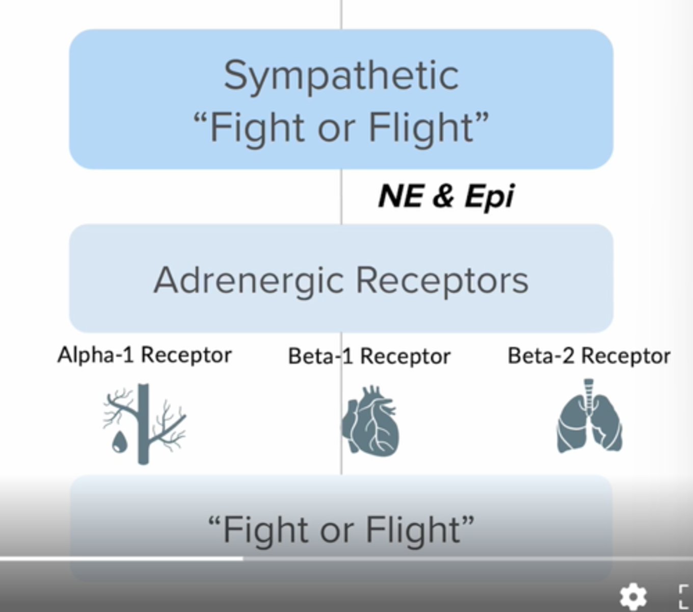 <p>Decreased:</p><p>Salivation</p><p>Urination</p><p>Peristalsis</p><p>Increased:</p><p>Pupil dilation</p><p>Glucose production</p><p>BP &amp; HR</p><p>Bronchodilation</p>