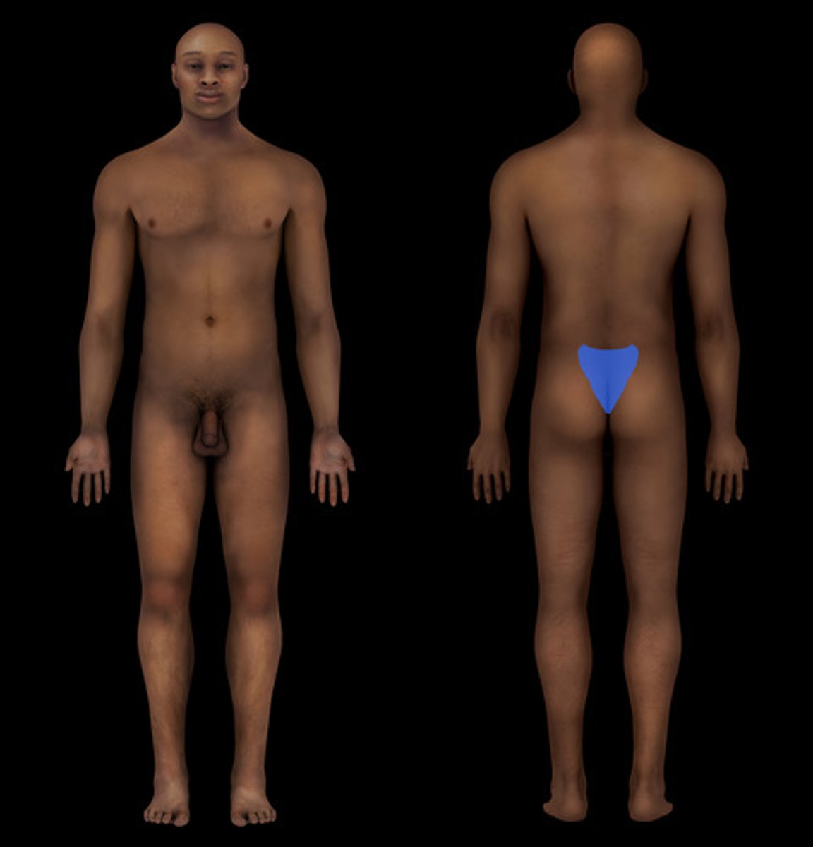 <p>tailbone</p>