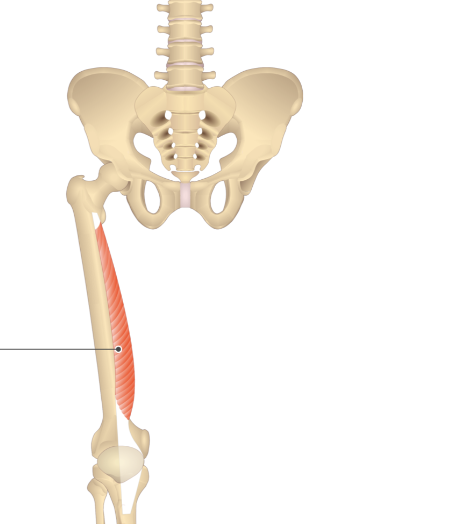 <p></p><p>origin: linea aspera</p><p>insertion: tibial tuberosity</p>