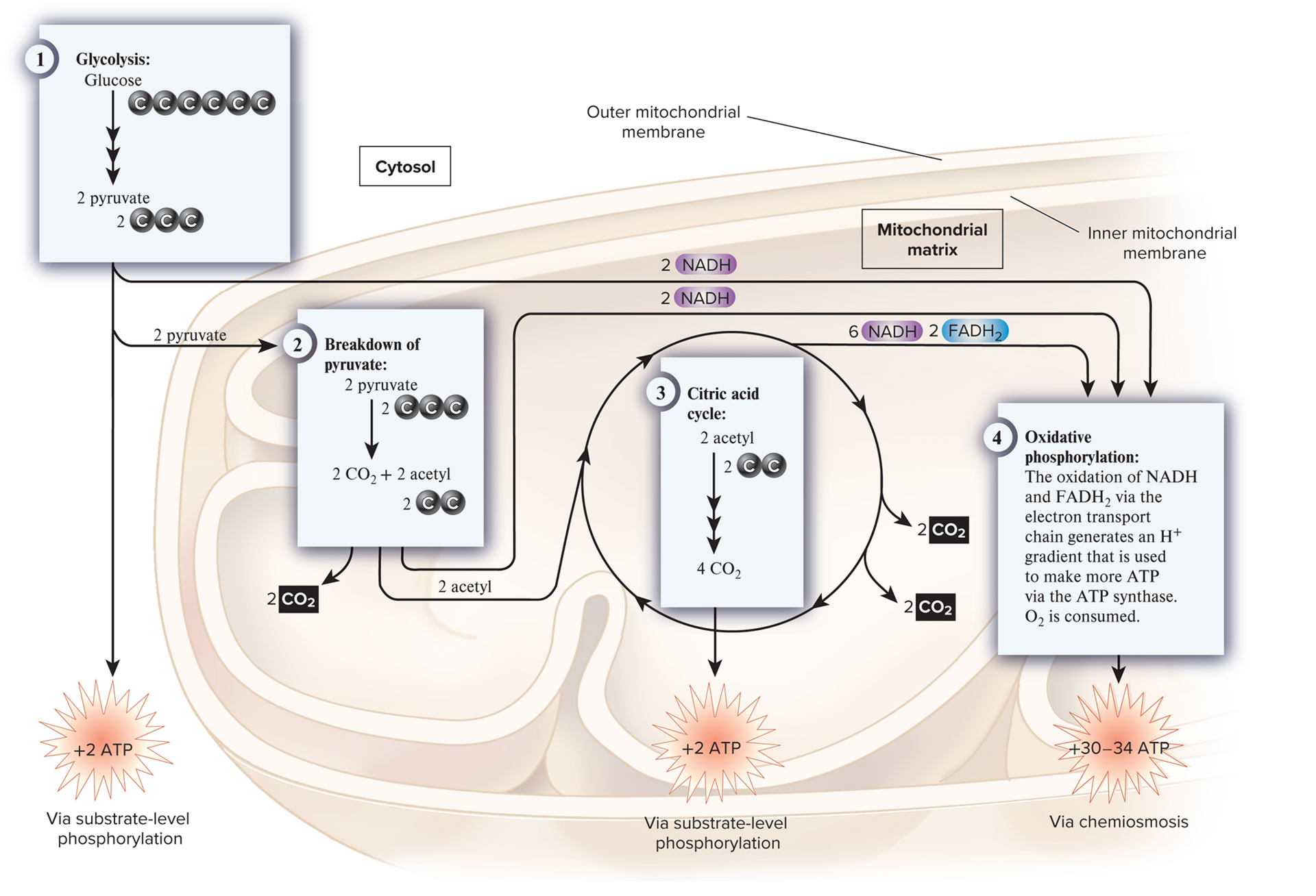 <p>cellular respiration four metabolic pathways</p>