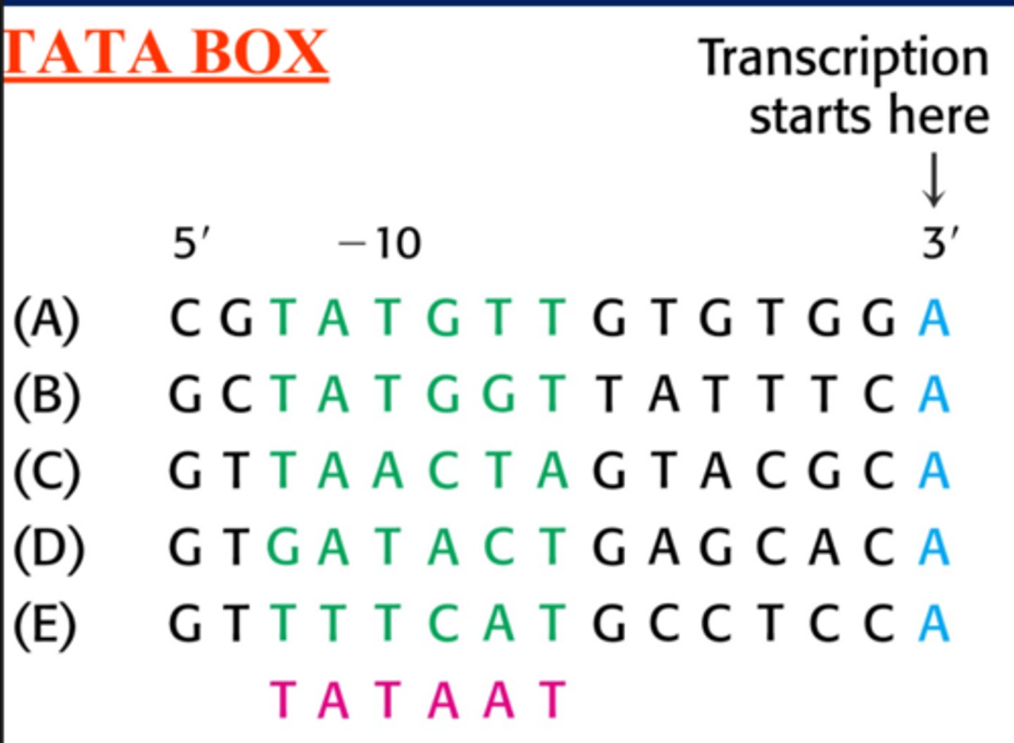 <p>-Transcription starts at +1 at 3' end</p><p>-The consensus sequence (most common sequence at -10) is TATAAT-TATA box (pink on picture)</p><p>-Sigma binds to the TATA box</p>