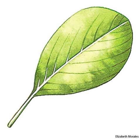 <p>egg shaped leaf with narrow base</p>