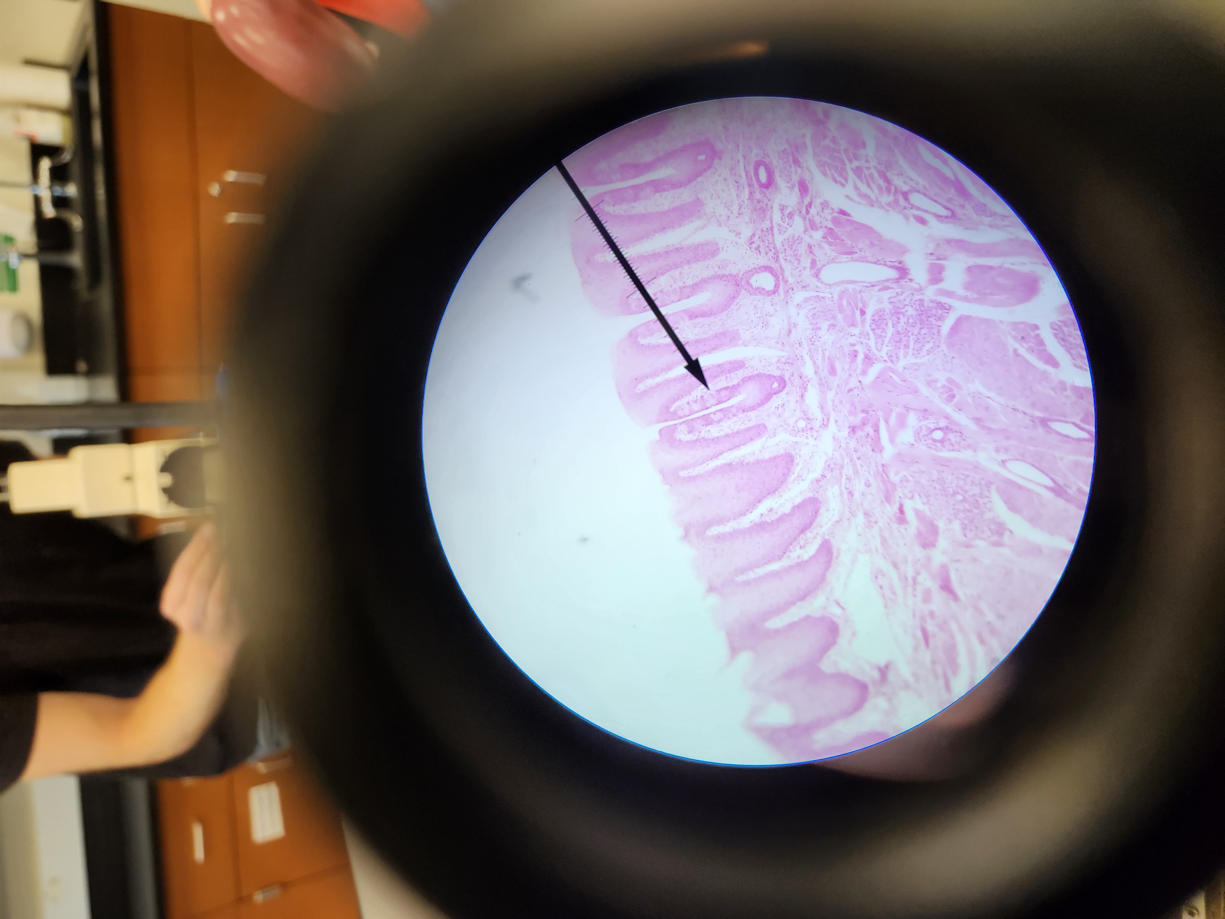 <p>[Histology] Function?</p>