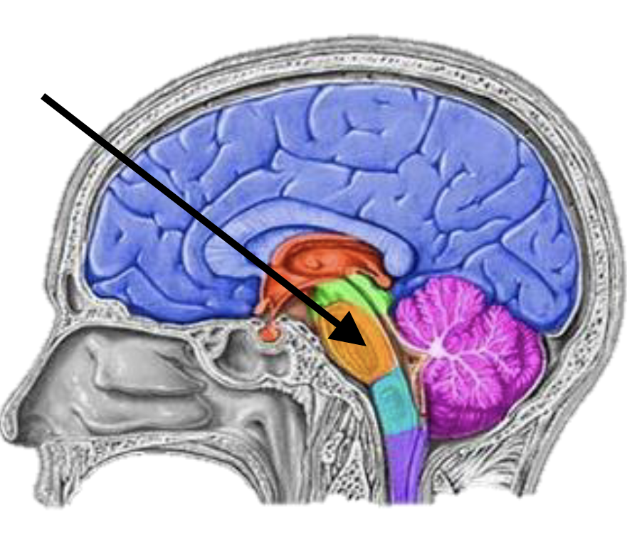 <p>Name the brain structure</p>