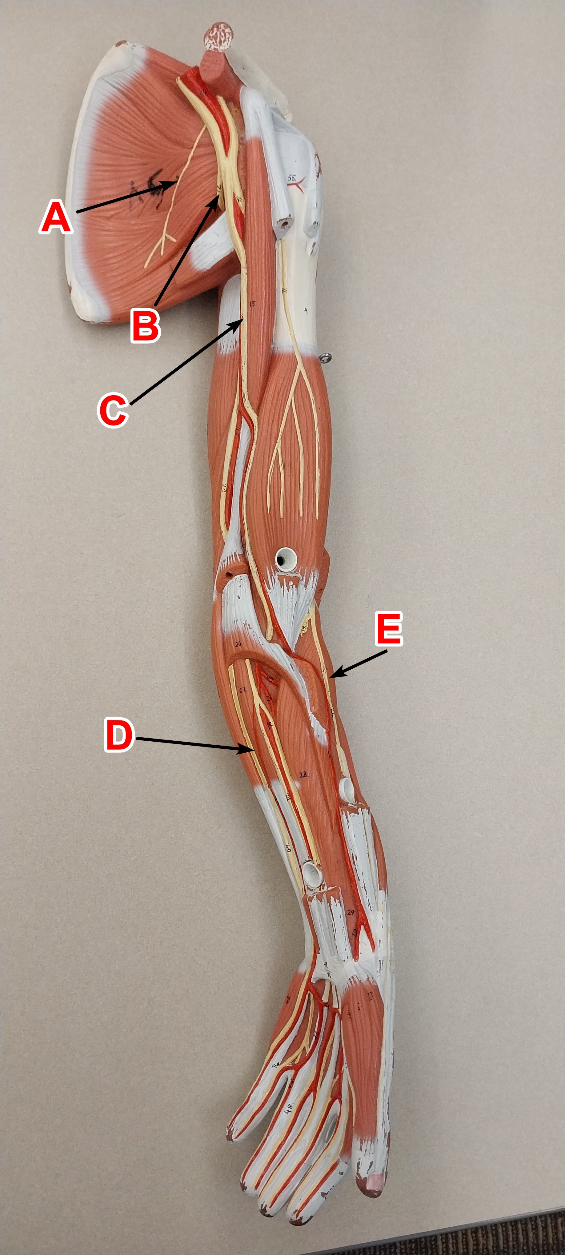 <p>determine the arm nerve on label C</p><p></p><p>wordbank: axillary nerve, median nerve, musculocutaneous nerve, radial nerve, ulnar nerve</p>