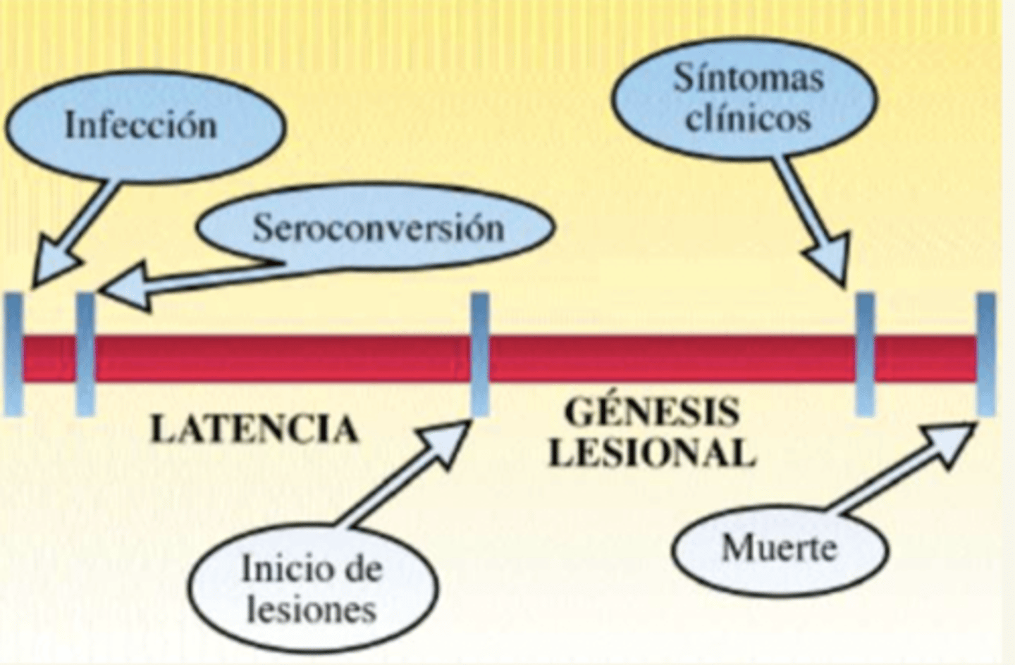 <p>crónico</p><p>los animales jóvenes la contrae, pero no muestran signos hasta los 4-6 años</p><p>cuando ya presenta signos, la muerte es cerca</p>