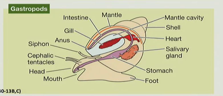 <p>how does the gastropod’s body plan differ from the generalized mollusk body plan? (i.e what are the modifications)</p>