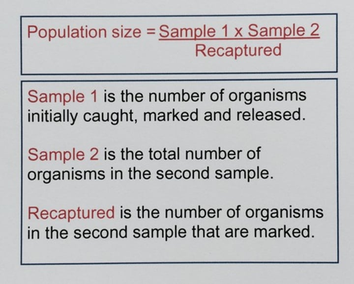 <p>Capture, mark (harmless method) release, wait sufficient time for even distribution, recapture, and estimate population size using the formula: n1 * n2 / n2m</p>