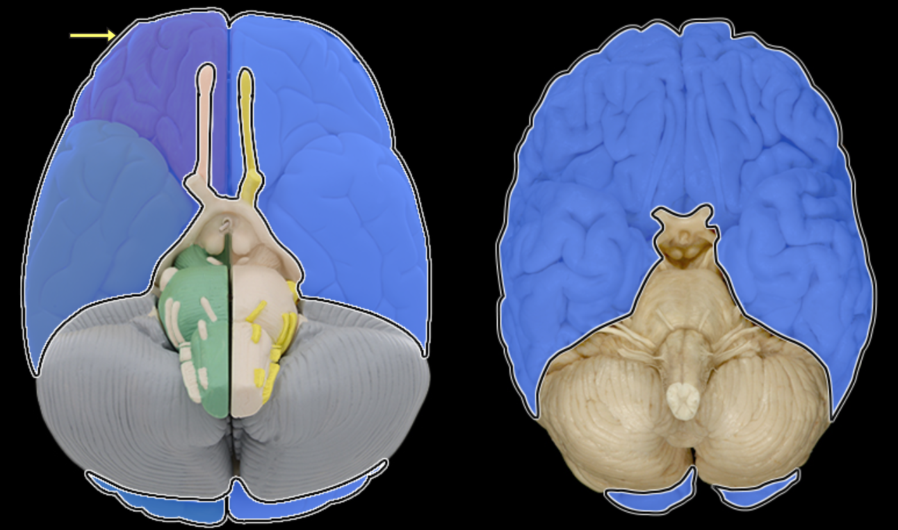 <p>Cerebrum</p>
