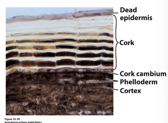 <p>The Layers of secondary growth, particularly periderm.</p>