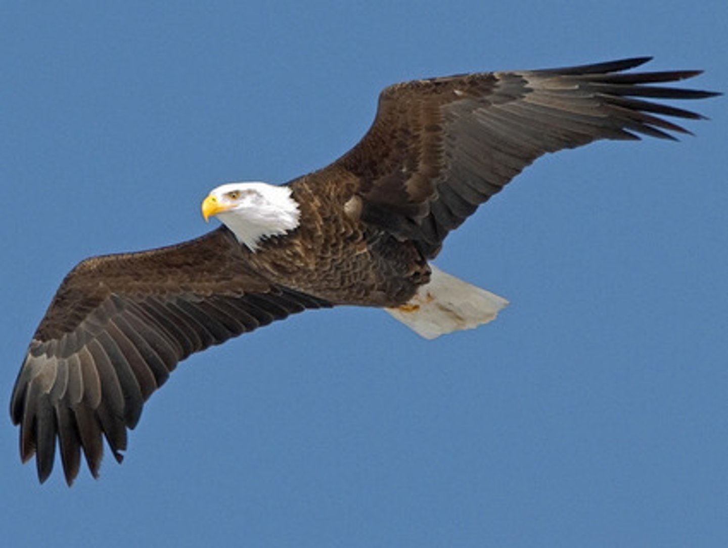 <p>a large bird that has very good eyesight and that kills other birds and animals for food</p>