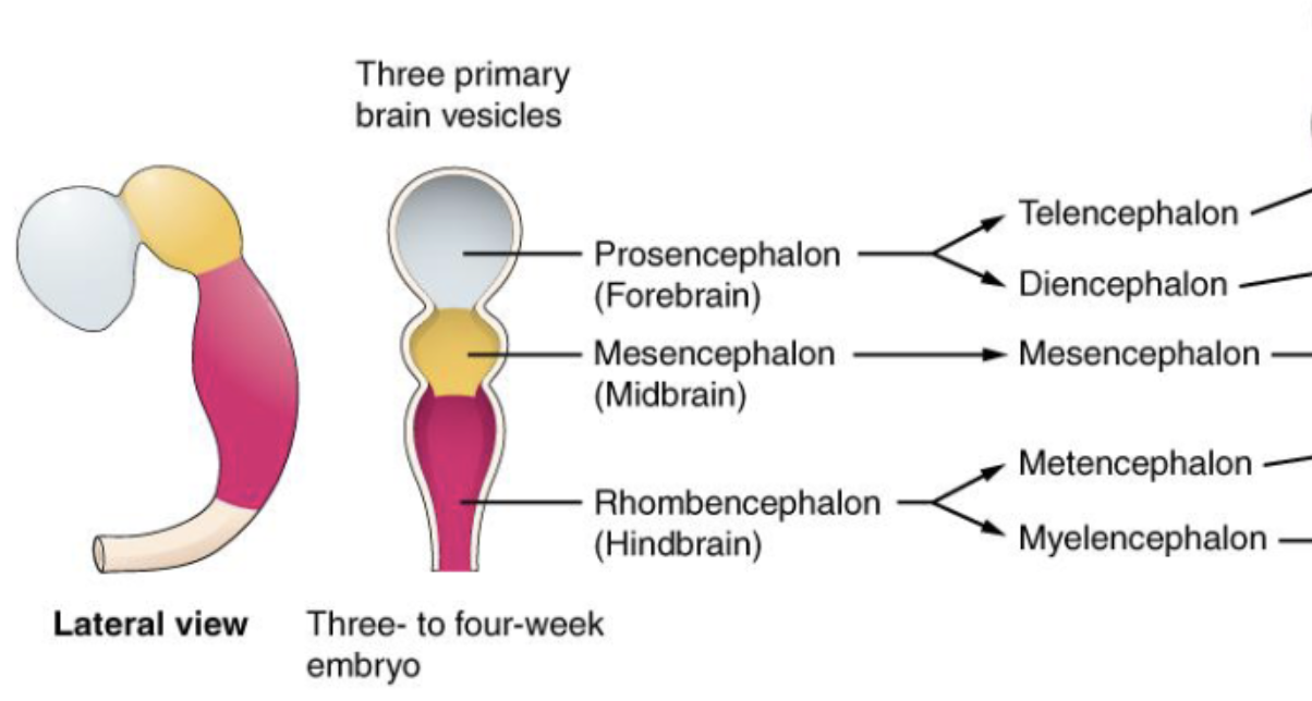 <ol><li><p>prosencephalon (forebrain) </p><ol><li><p>telencephalon</p></li><li><p>diencephalon</p></li></ol></li><li><p>mesencephalon (midbrain)</p><ol><li><p>mesencephalon</p></li></ol></li><li><p>rhombencephalon (hindbrain)</p><ol><li><p>metencephalon</p></li><li><p>myelencephalon</p></li></ol></li></ol><p></p>